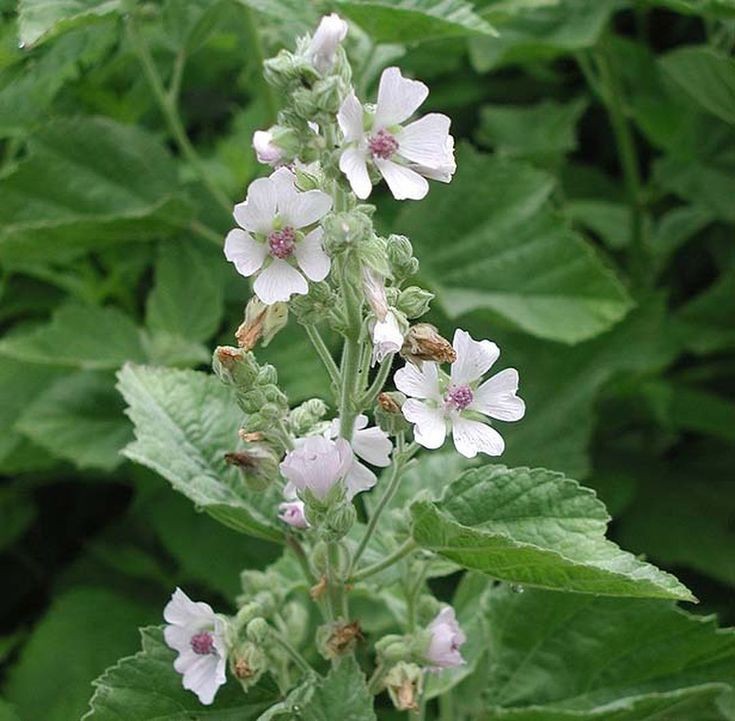 Tincture- Marshmallow Root