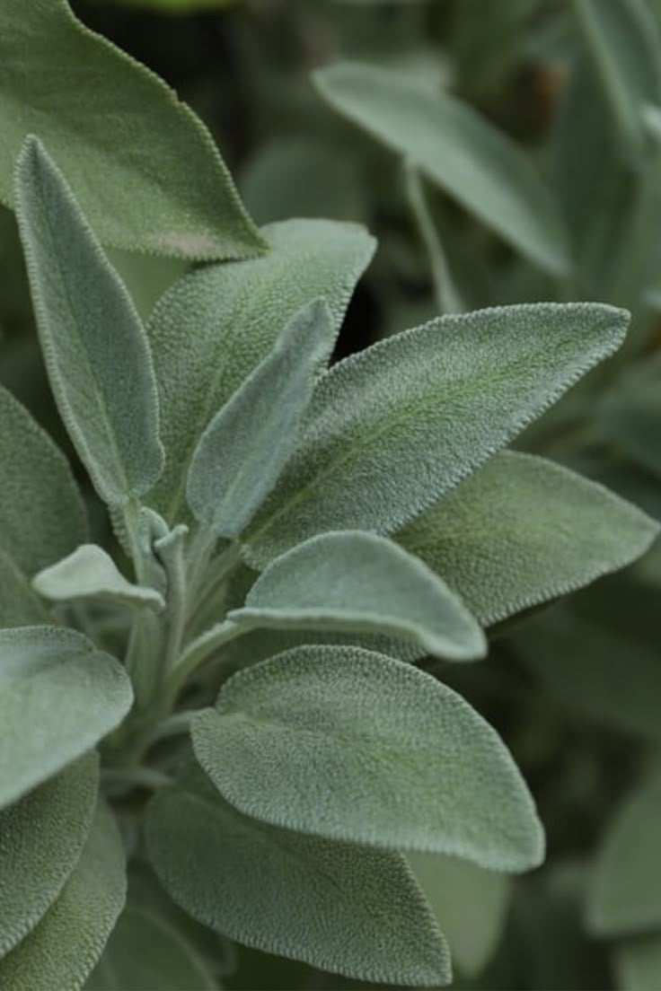 Tinture- Sage