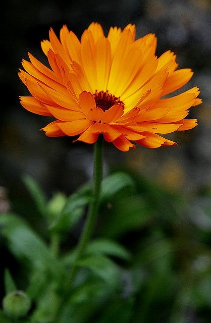 Tincture- Calendula