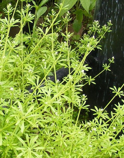 Tincture- Cleavers