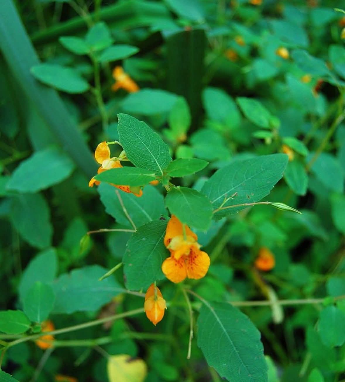 Balm- Jewelweed
