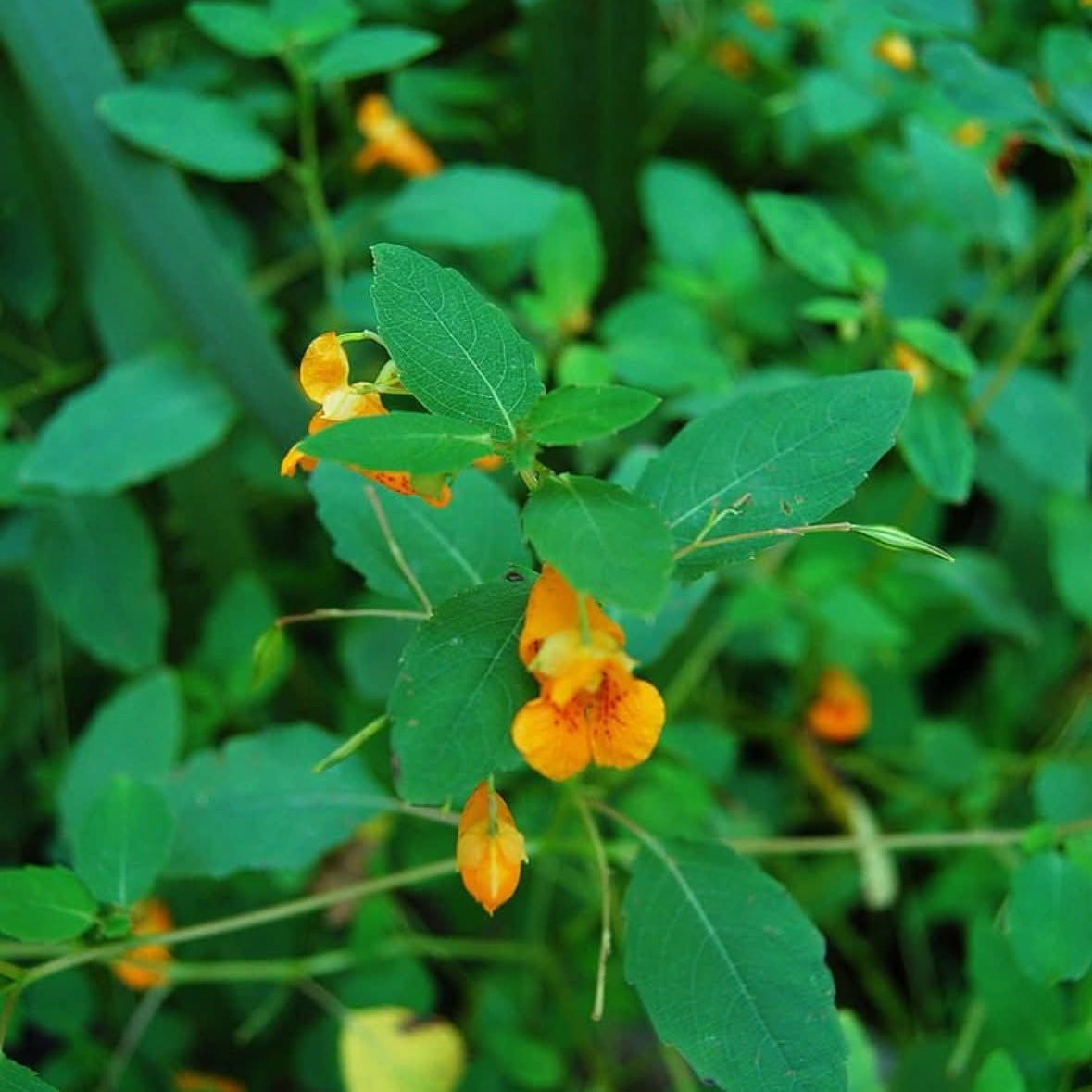 Balm- Jewelweed