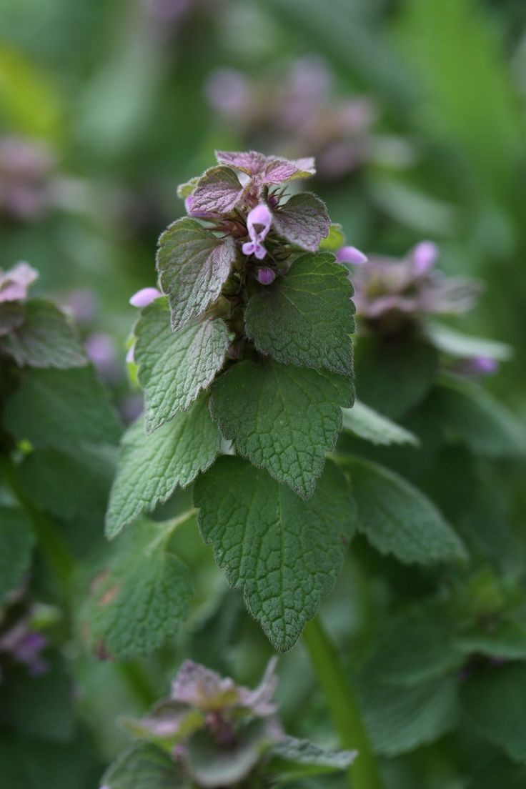 Tincture- Purple Dead Nettle