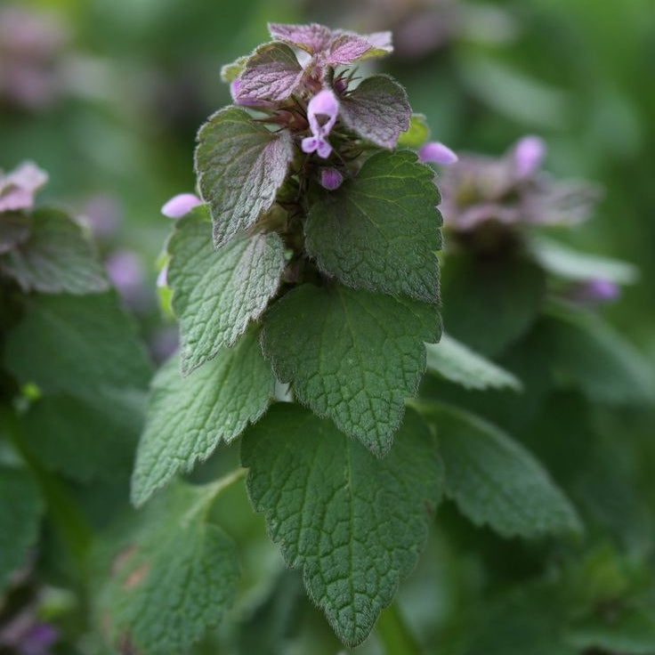 Tincture- Purple Dead Nettle