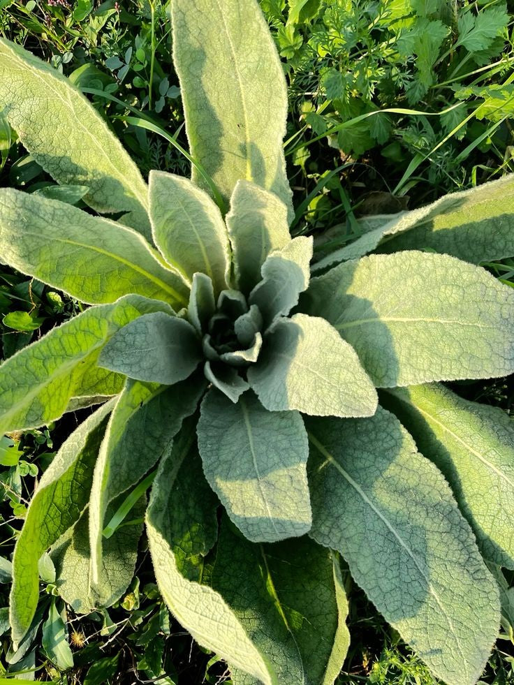 Tincture- Mullein