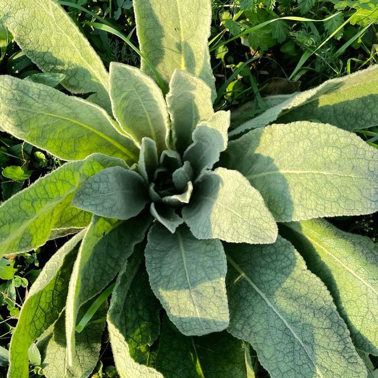 Tincture- Mullein